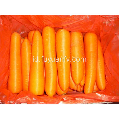 XIAMEN 316 CARROT TERBAIK